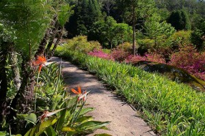 Burle Marx